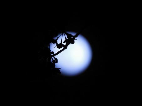 夜桜02 夜桜02の写真