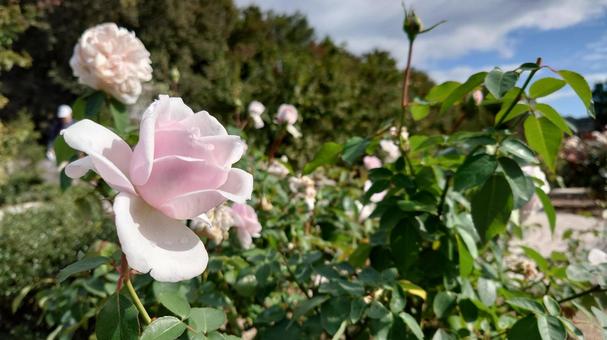 ピンクの薔薇 ピンクの薔薇の写真