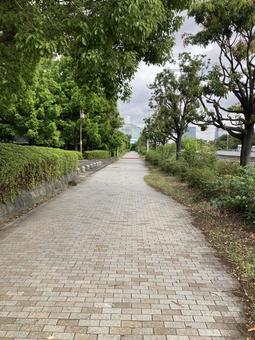 人気のない歩道 緑道 人気のない歩道 緑道の写真