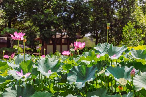 古代ハスの花6ー43 古代ハス,ハス,風景の写真素材