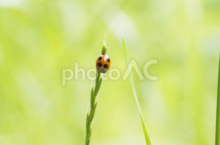 ナナホシテントウ ナナホシテントウ,てんとう虫,昆虫の写真素材