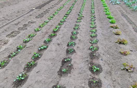 秋の野菜畑の風景① 野菜,野菜畑,栽培の写真素材