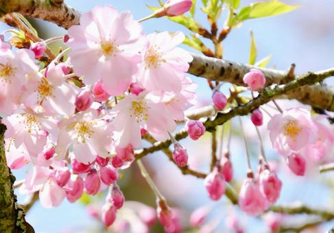 薄紅色の半八重桜 思川 薄紅色の半八重桜 思川 思川,桜,花の写真素材