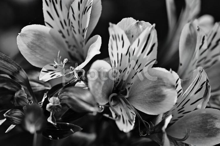 白黒の表現3 白黒写真,表現,白黒の写真素材
