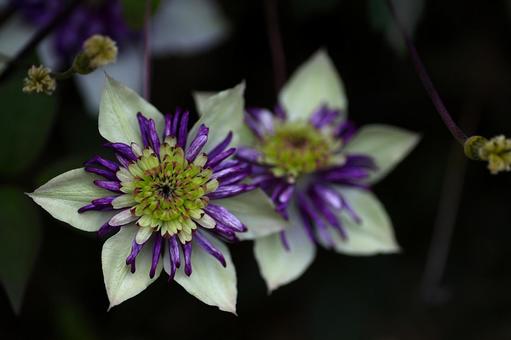 クレマチス_ビエネッタ クレマチス_ビエネッタ クレマチス,ビエネッタ,キンポウゲ科の写真素材