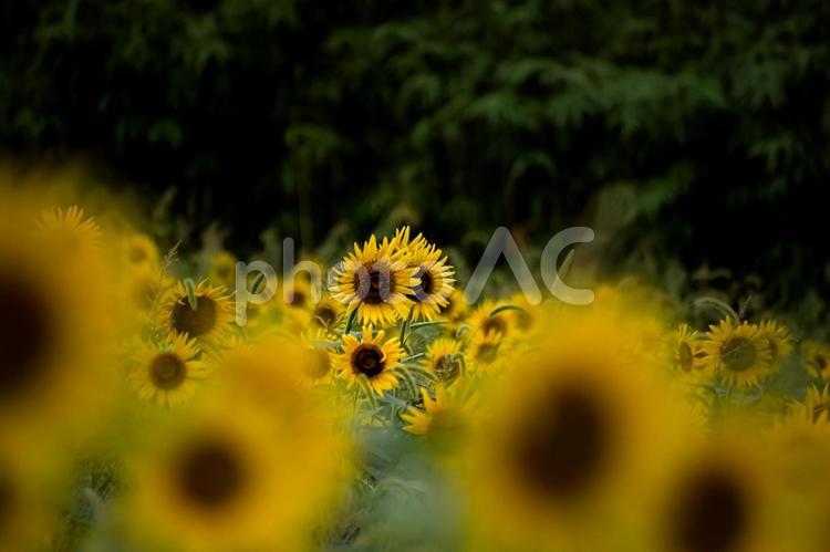 ＜五島風景＞夏の満開のヒマワリ畑の景色 ひまわり,夏,花の写真素材