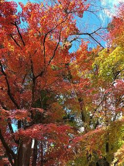 紅葉 紅葉の写真