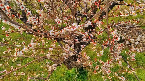 Plum from the tree, plum, wiosna, z widokiem, JPG