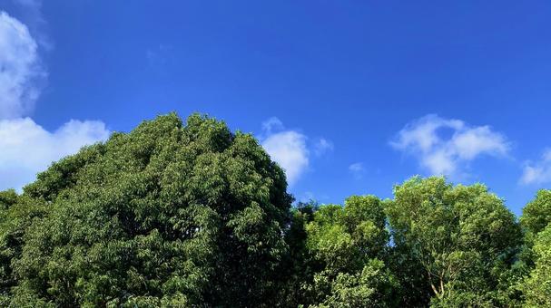青空と緑の木々 青空と緑の木々 青空,空,雲の写真素材