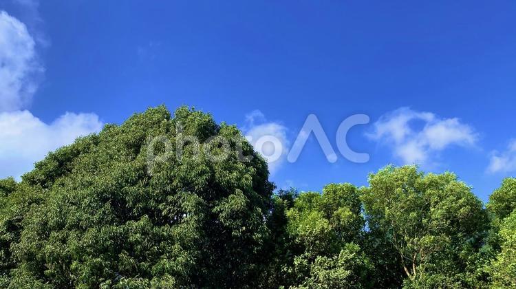 青空と緑の木々 青空,空,雲の写真素材