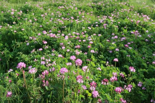 蓮華草 レンゲ 春の花 ピンクの花 蓮華草 レンゲ 春の花 ピンクの花の写真