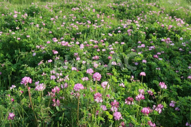 蓮華草　レンゲ　春の花　ピンクの花 蓮華草,レンゲ,春の花の写真素材