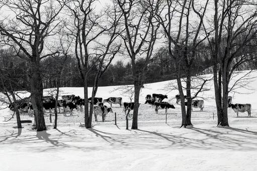 冬樹の影に集う牛たち 牧場,冬景色,丘陵の写真素材