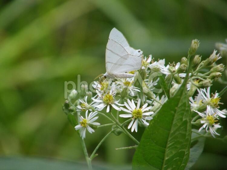 コガタツバメエダシャク 昆虫,蝶,自然の写真素材