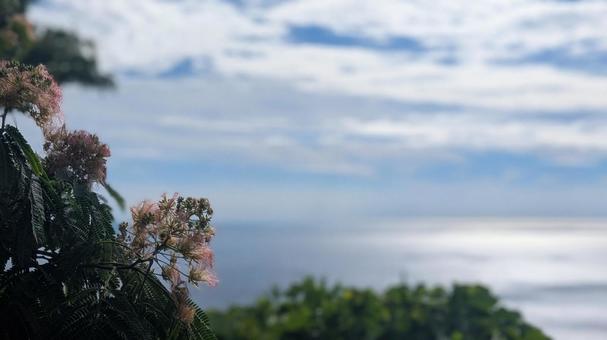夏の海岸、花と空の絶景 夏の海岸、花と空の絶景の写真