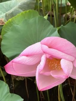 蓮の花 蓮の花の写真