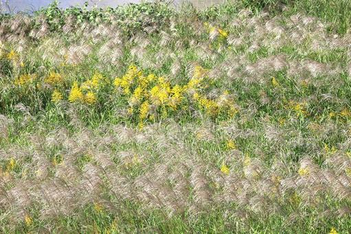 ススキとセイタカアワダチソウ 雑草,自然,野草の写真素材