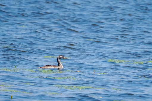 カンムリカイツブリの幼鳥⑸ カンムリカイツブリの幼鳥⑸の写真