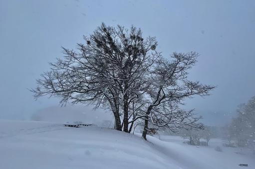 冬 冬,冬季,冬期の写真素材