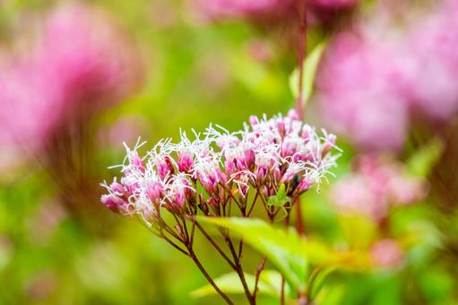 フジバカマ⑻ フジバカマ⑻の写真