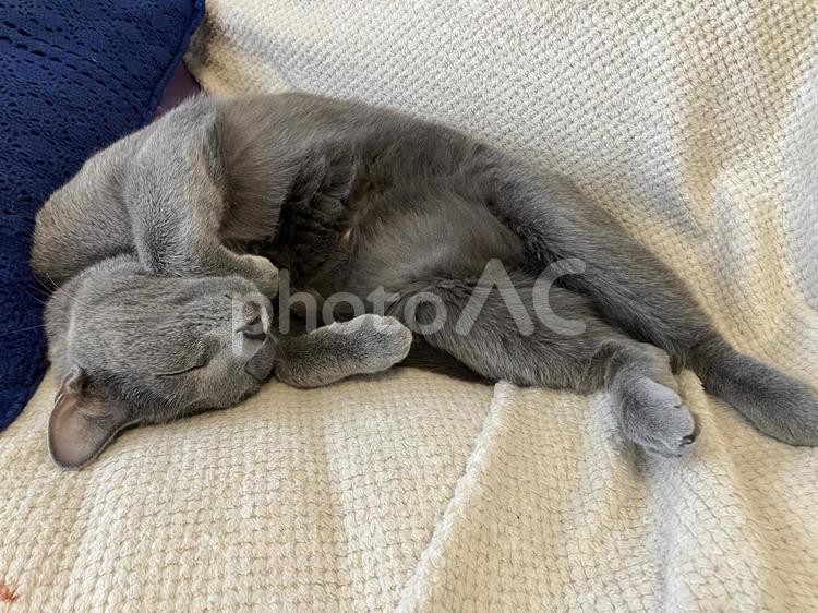 猫の日常の素材 猫,ロシアンブルー,catの写真素材