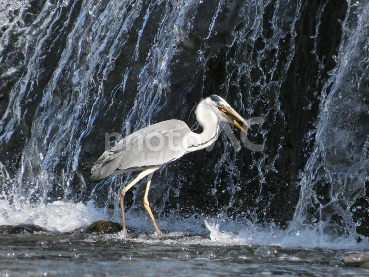 魚を掴み揚げたアオサギ 鳥,野鳥,アオサギの写真素材
