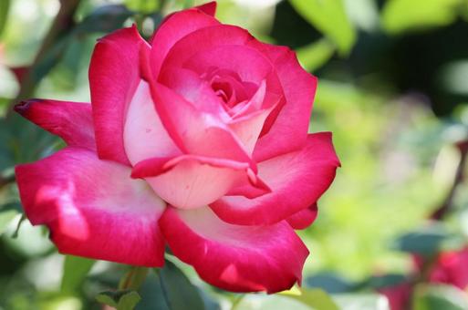 バラ バラの写真