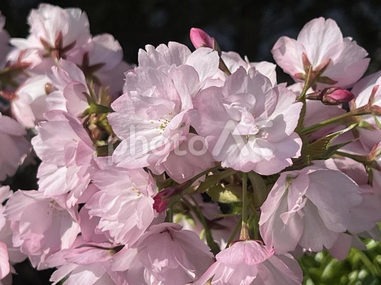 我が家の庭（八重桜） 桜,さくら,ピンクの写真素材