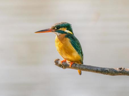 枝にとまるカワセミ 枝にとまるカワセミ カワセミ,野鳥,鳥の写真素材
