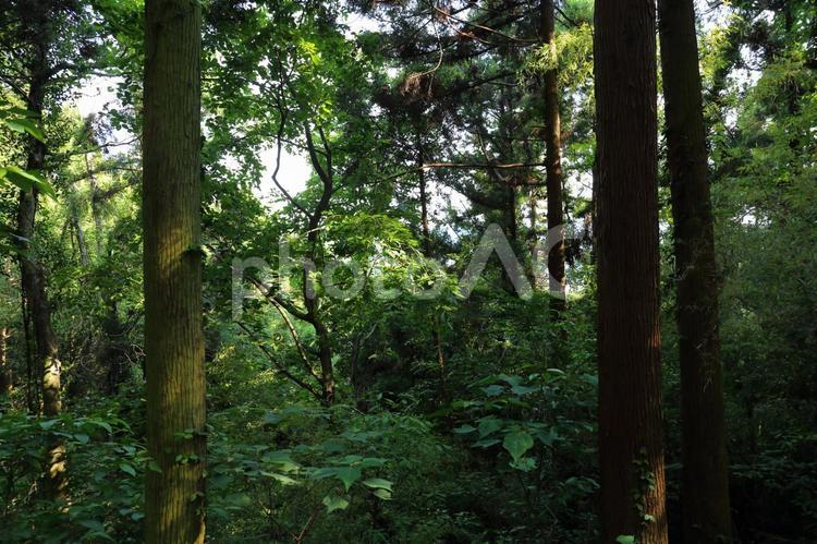 毘沙門山の杉林と低木 毘沙門山,林,木漏れ日の写真素材