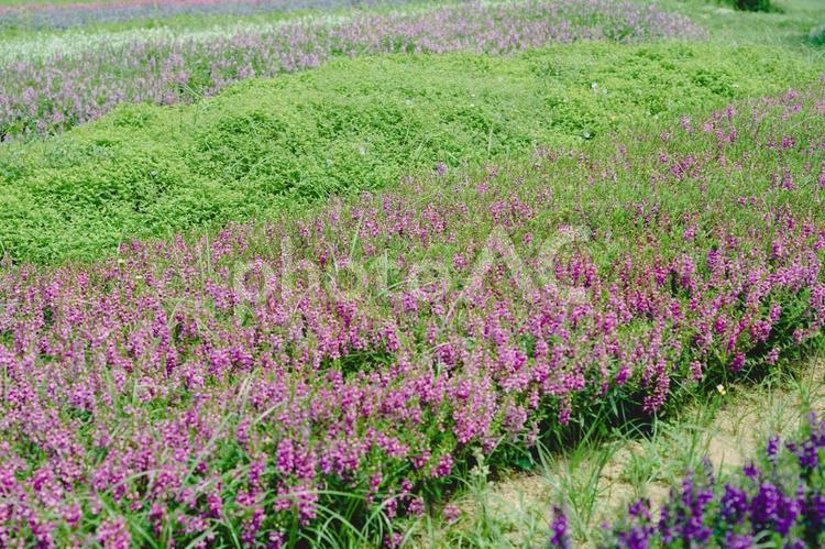 あわじ花さじき　天空の花壇 草木,グリーン,自然の写真素材