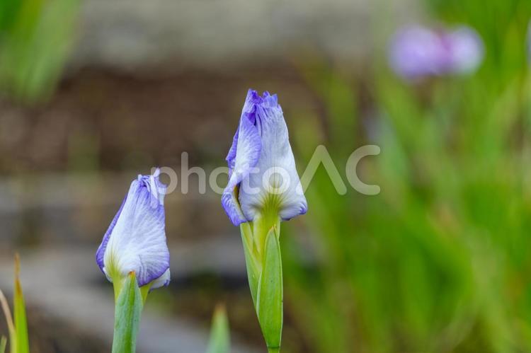 雨上がりの蕾の花菖蒲 花菖蒲,花,花びらの写真素材