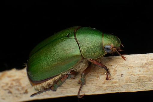 アオドウガネ コガネムシ,昆虫,虫の写真素材