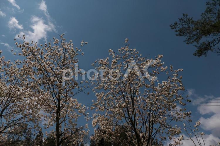 青空の下の満開の白い木蓮 木,空,冬の写真素材