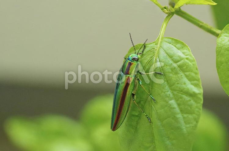 輝く玉虫、緑のステージ タマムシ,昆虫,甲虫の写真素材