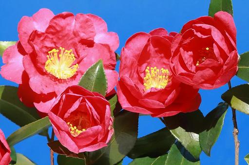 ツバキの花 花木,椿,赤色の写真素材