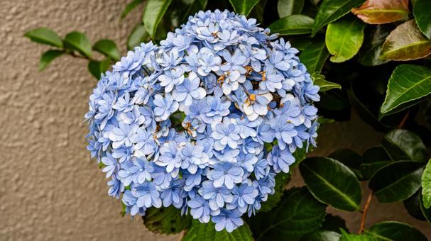 Blue hydrangea flower macro photography, JPG Blue hydrangea flower macro photography, JPG
