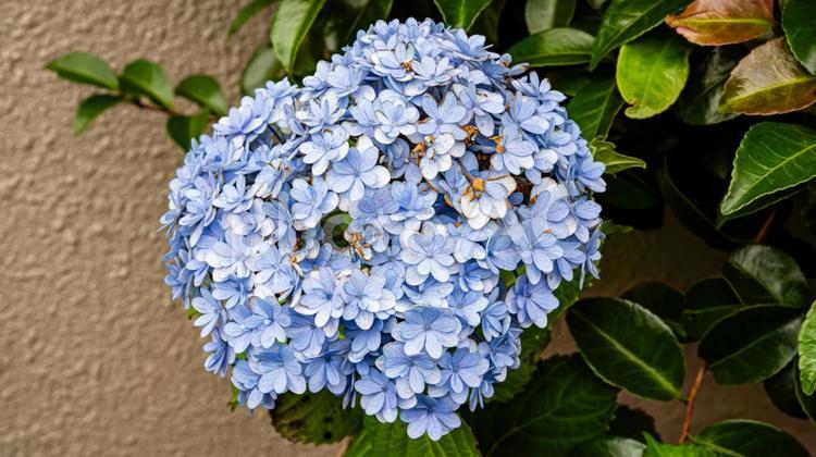 青色の紫陽花の花　マクロ撮影 紫陽花,アジサイ,花の写真素材