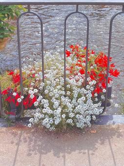 川沿いの花壇 川沿いの花壇の写真