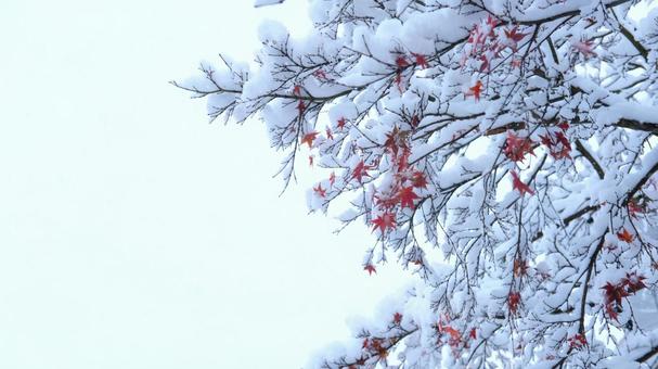 白いコートのもみじ 雪,紅葉,冬の写真素材