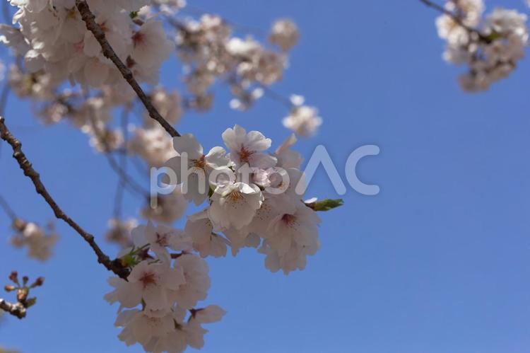 ソメイヨシノと青空 春,木,自然の写真素材
