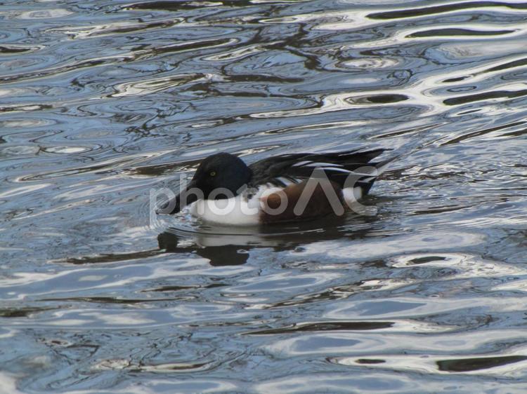 池の水面を泳ぐ雄のハシビロガモ ハシビロガモ,鳥,野鳥の写真素材
