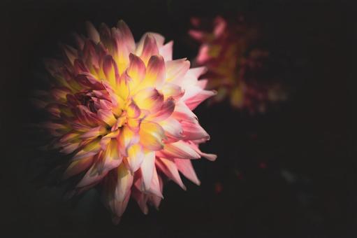 暗闇の中のダリア 暗闇の中のダリアの写真