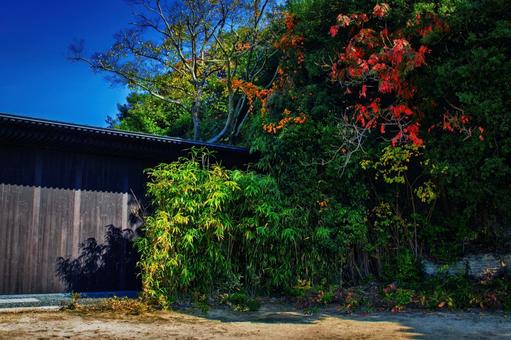 強い日差しを浴びる植栽 植栽,空間,紅葉の写真素材