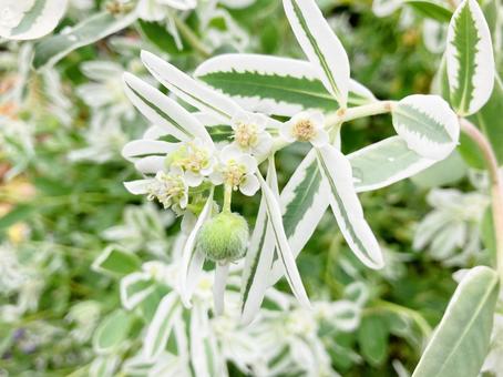 花からのびる初雪草の蒴果 花からのびる初雪草の蒴果の写真