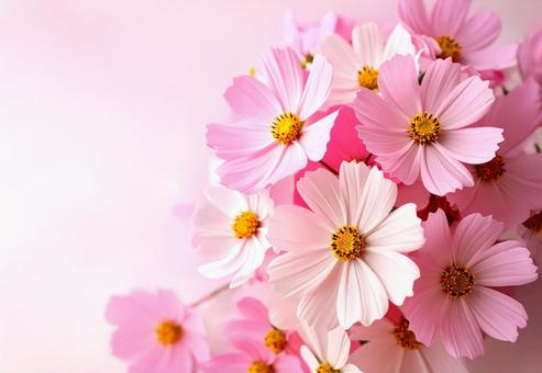 コスモスの花 コスモスの花の写真