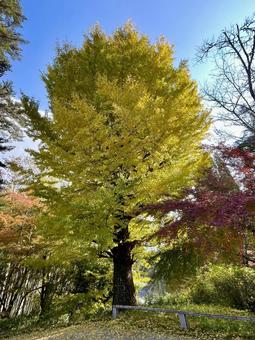 奈良　大銀杏ともみじ 大銀杏,イチョウ,もみじの写真素材