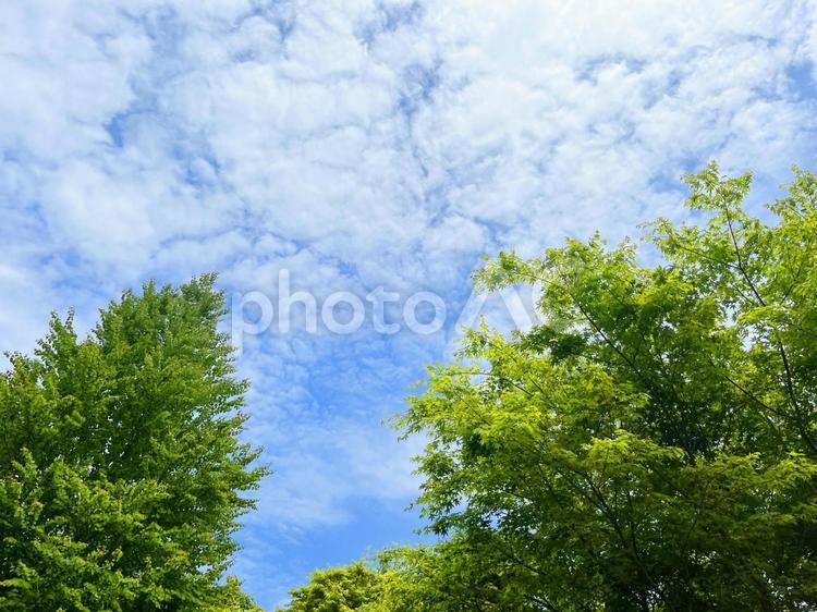 夏の青空と緑の風景 新緑,夏,夏空の写真素材
