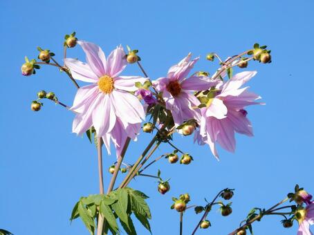 【花の写真】皇帝ダリア 皇帝ダリア,コウテイダリア,植物の写真素材