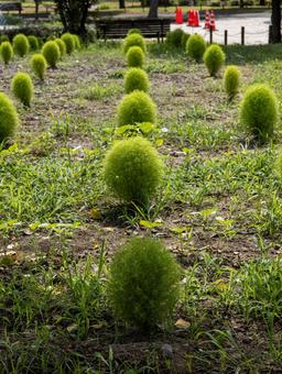 夏の公園、丸い緑のコキア コキア,ホウキグサ,緑の写真素材